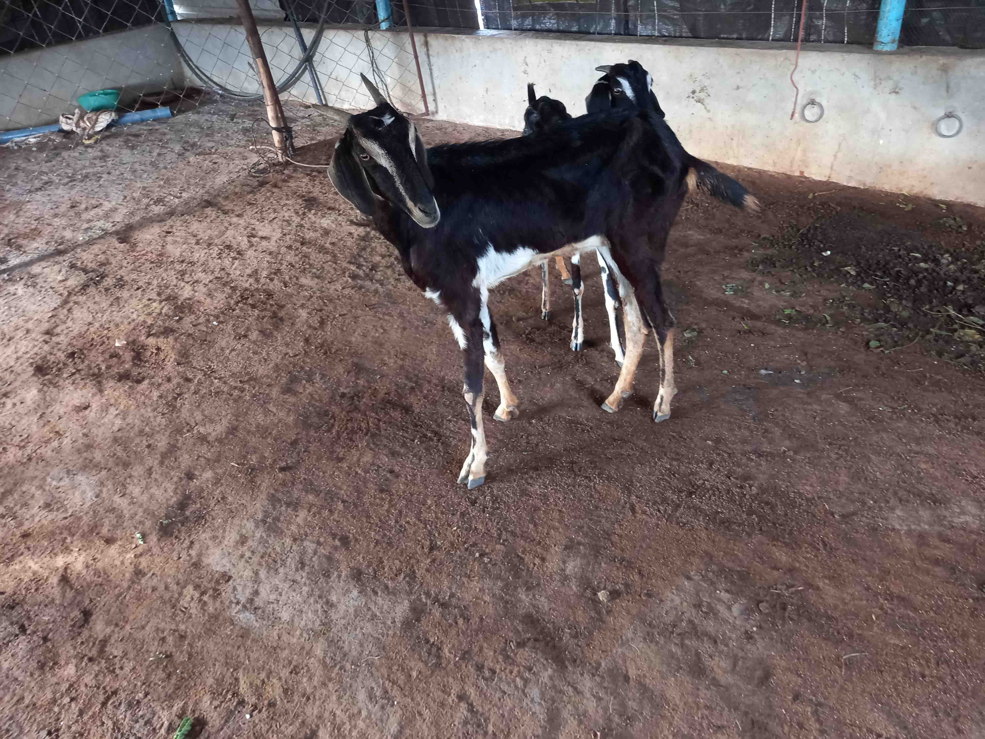 Kodiadu Goat