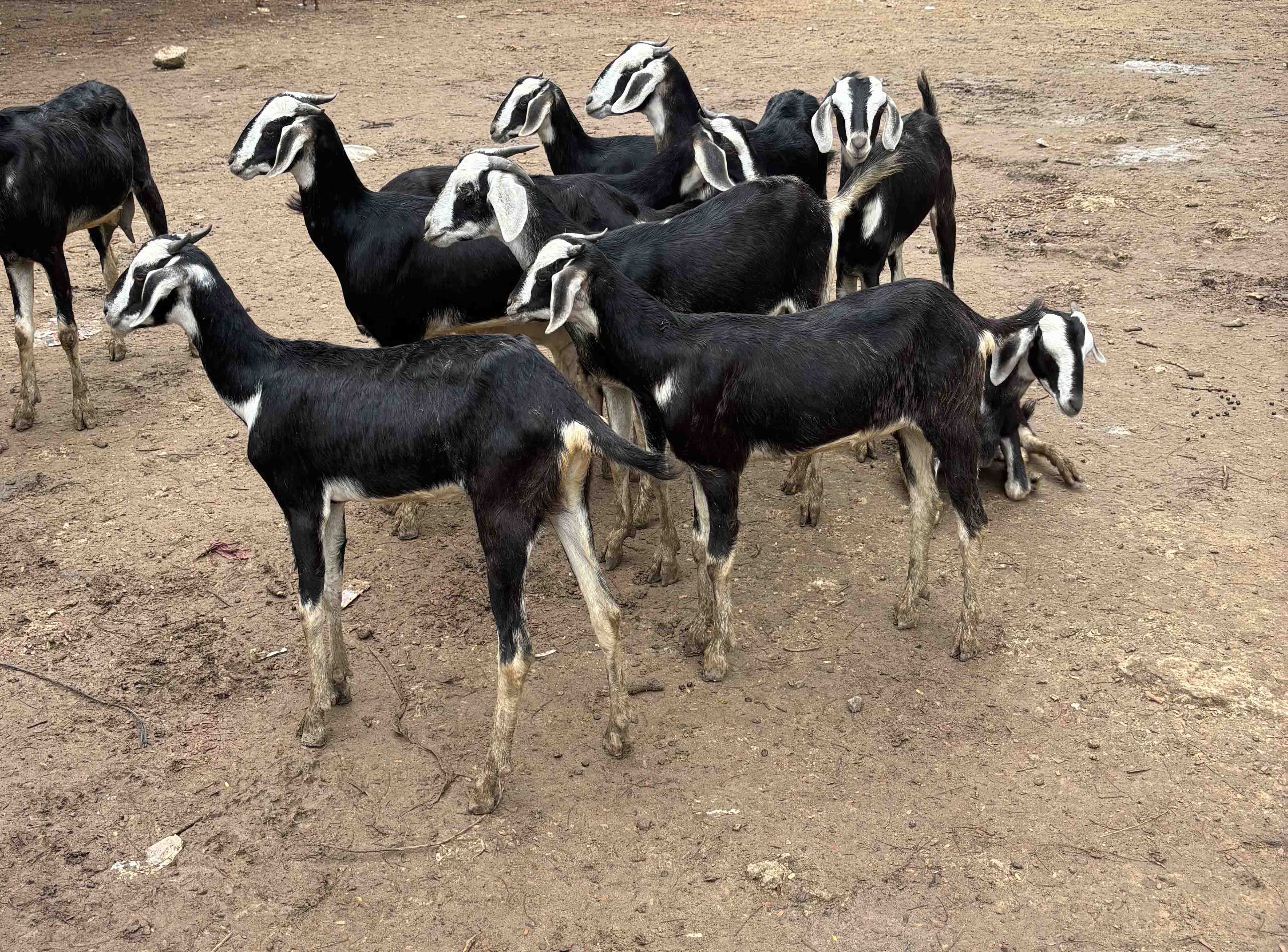 Kodiadu Goat