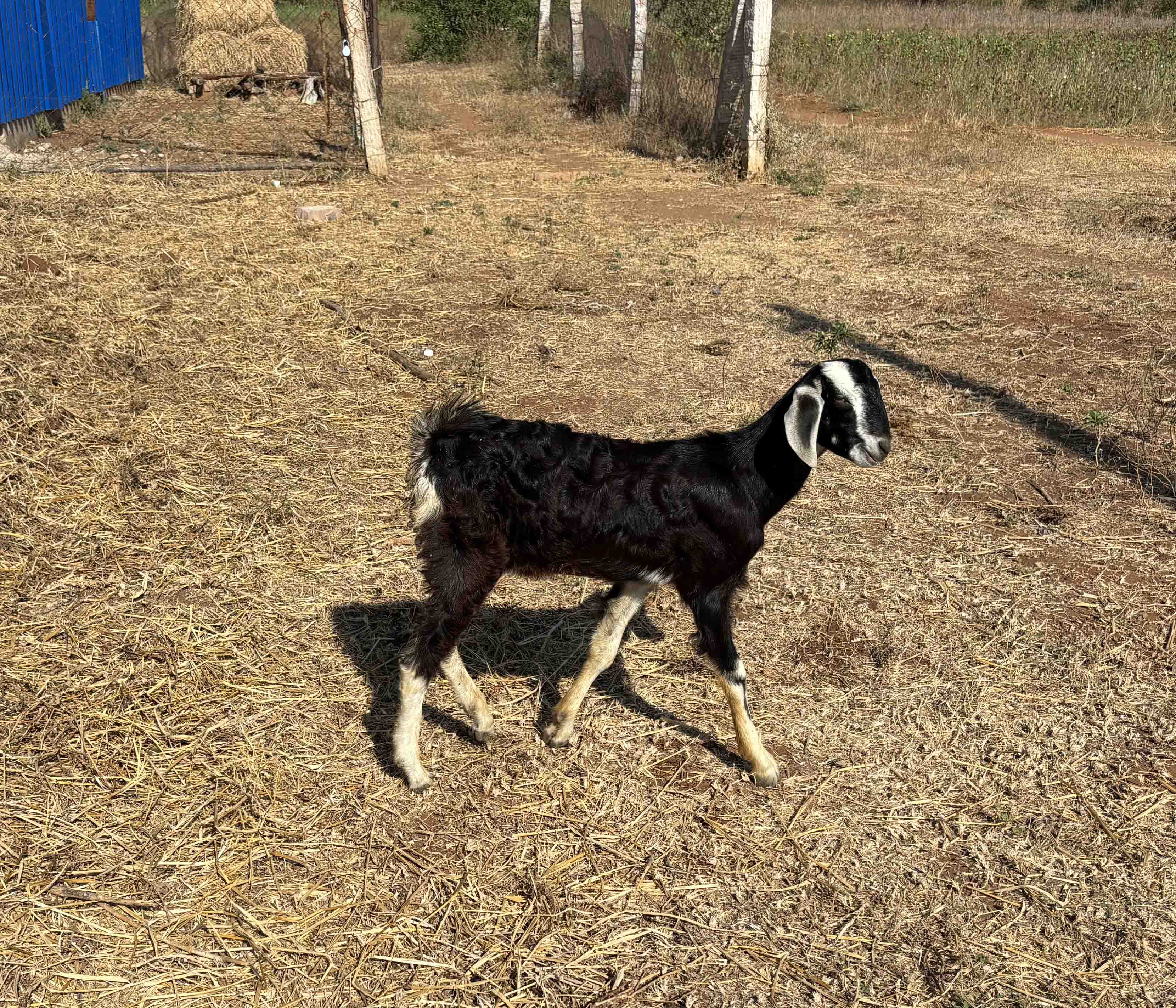 Kodiadu Goat