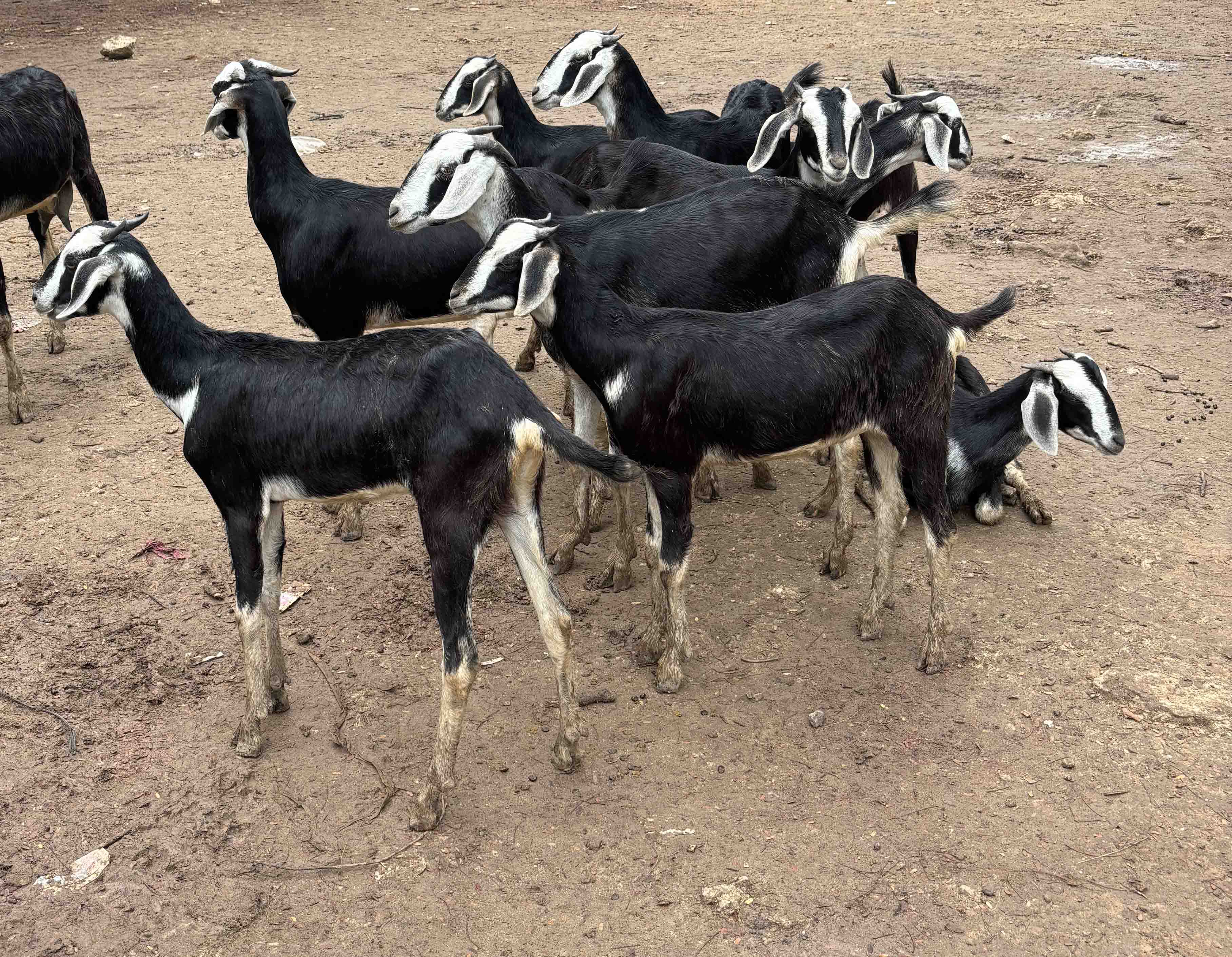 Kodiadu Goat