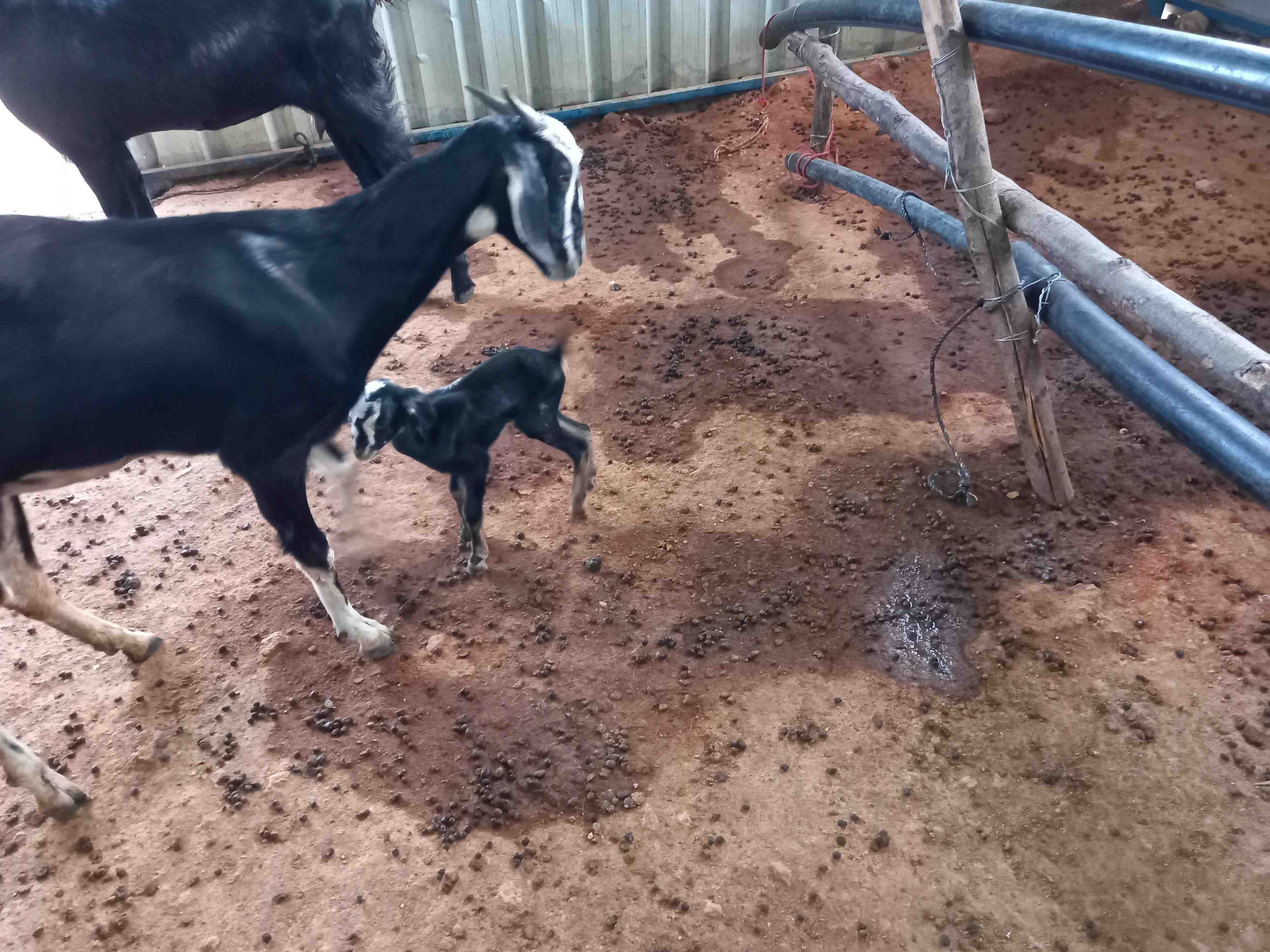 Kodiadu Goat