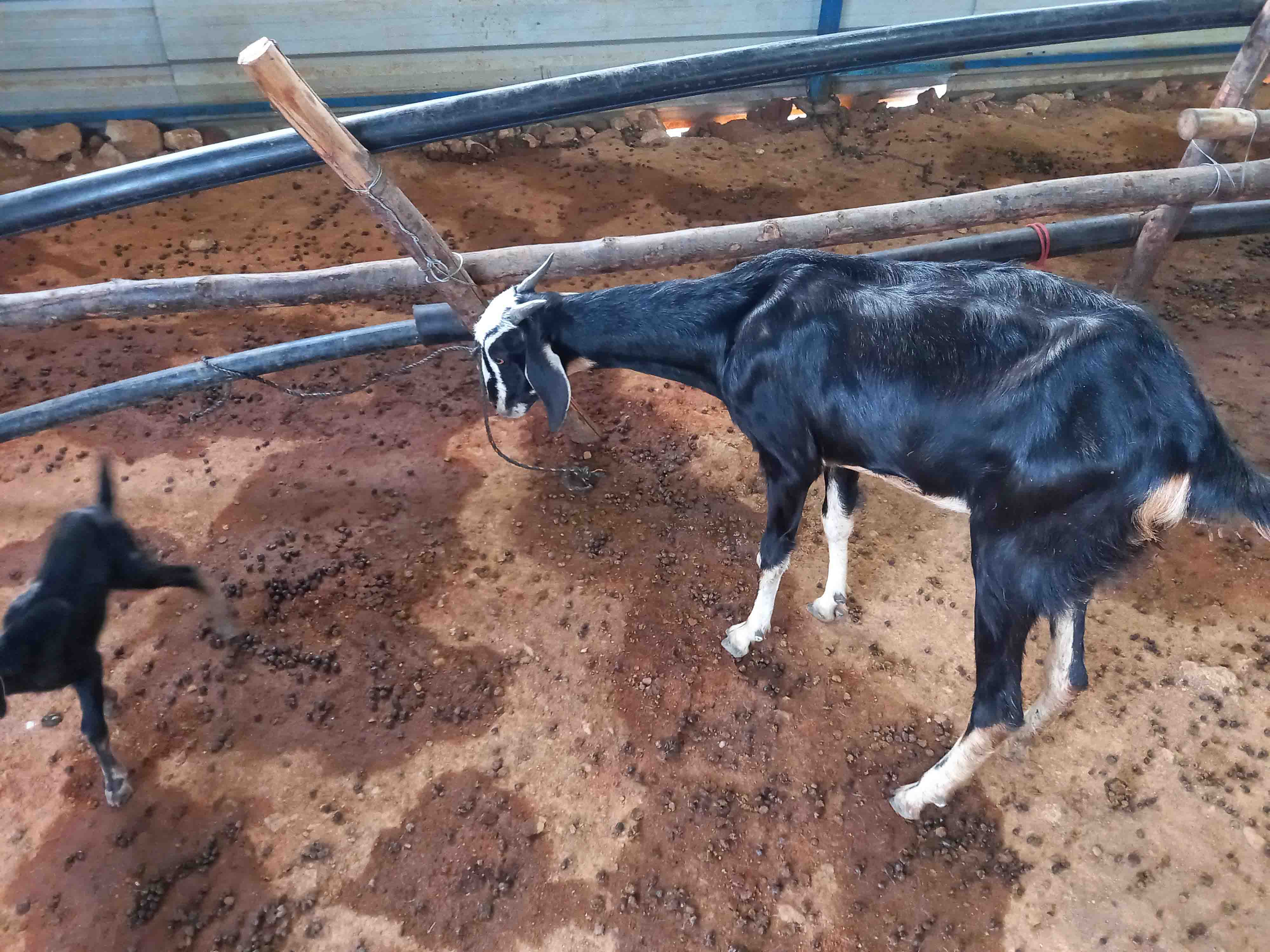 Kodiadu Goat