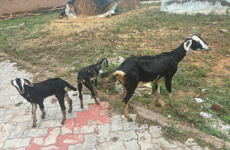 Kodiadu Goat