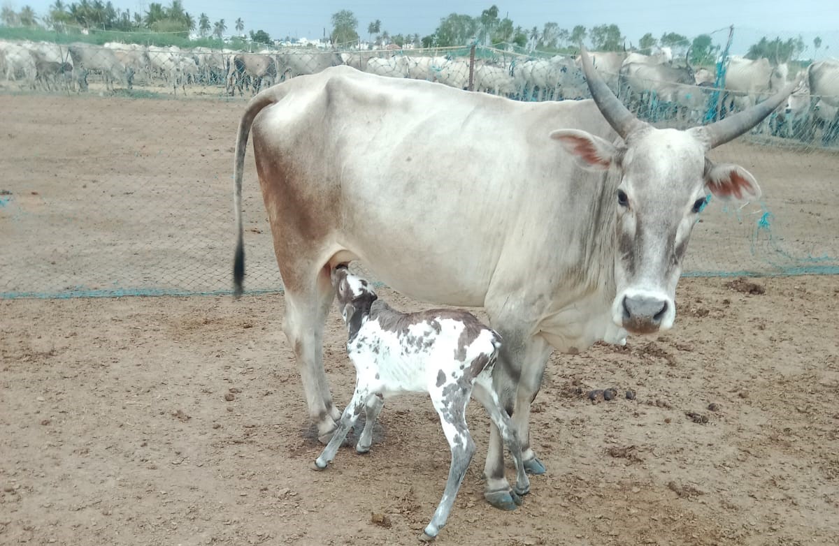 Kodiadu Goat